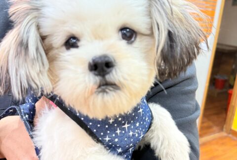 citypaws21